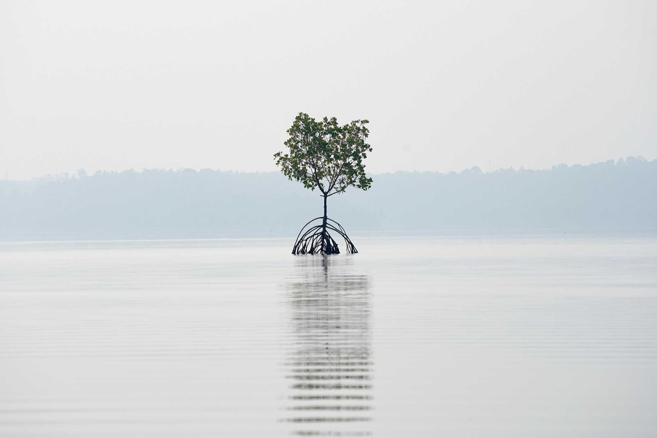 Evening light over still backwater in Kerala