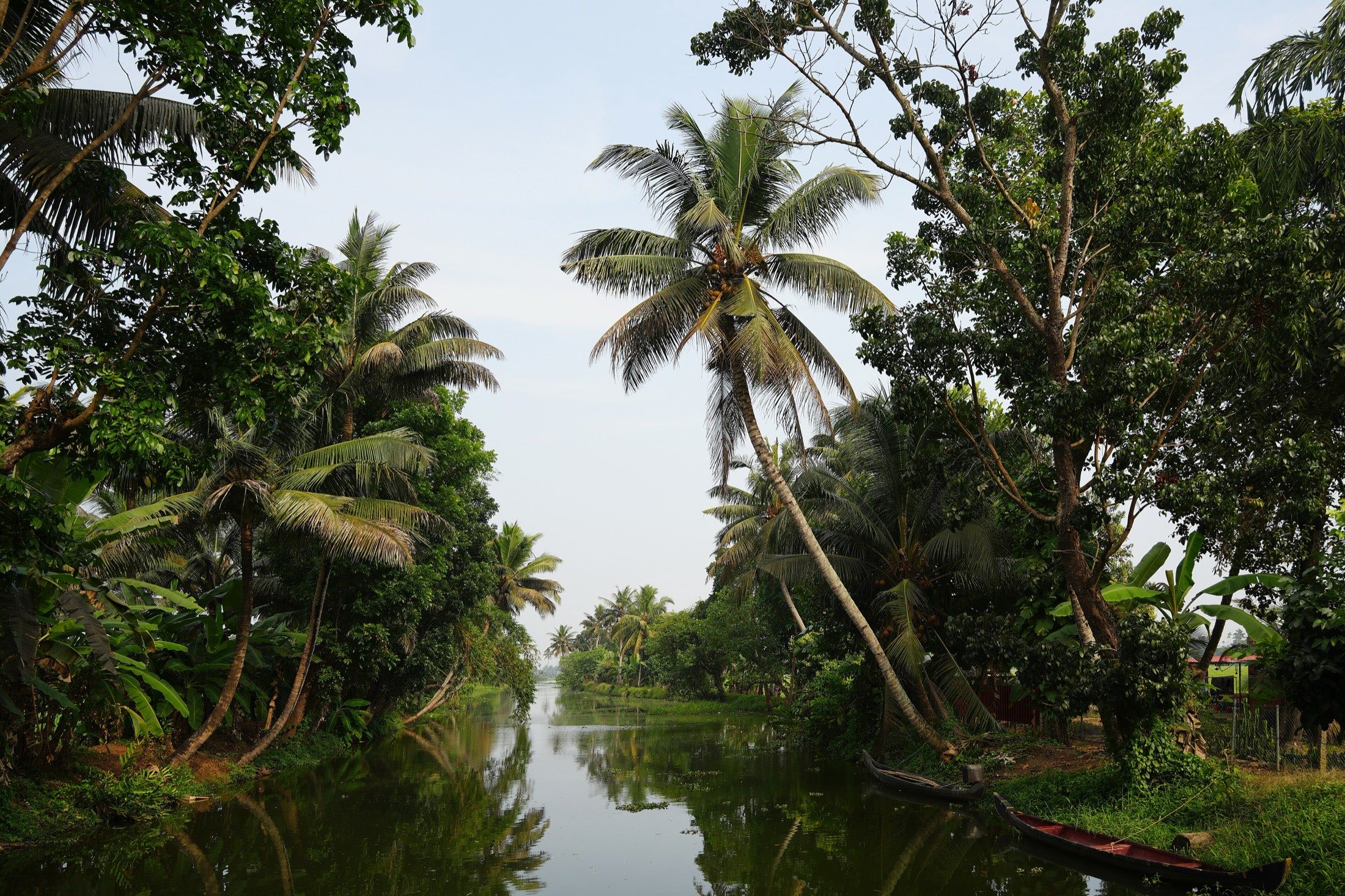 Quiet palm-lined canal in the Kerala backwaters