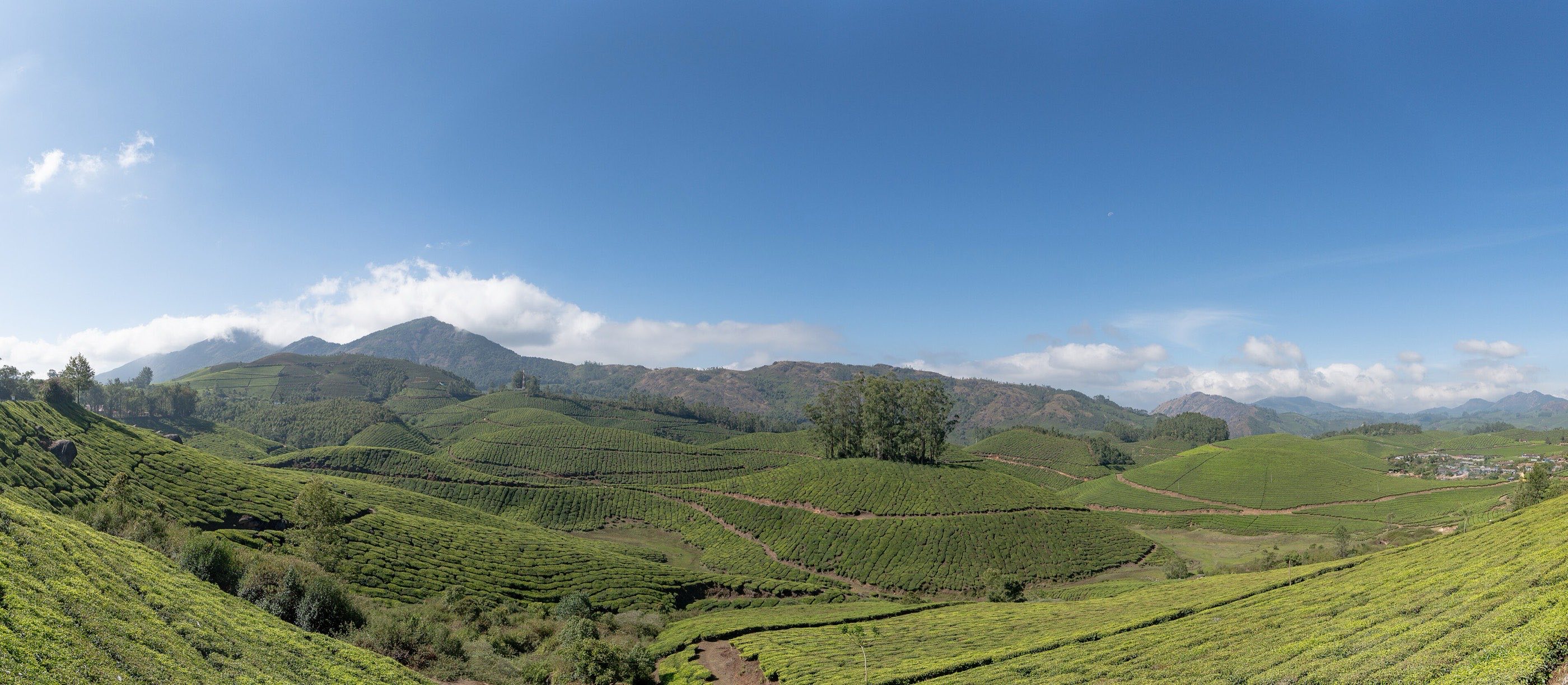 Tea gardens rolling towards the high ranges above Munnar