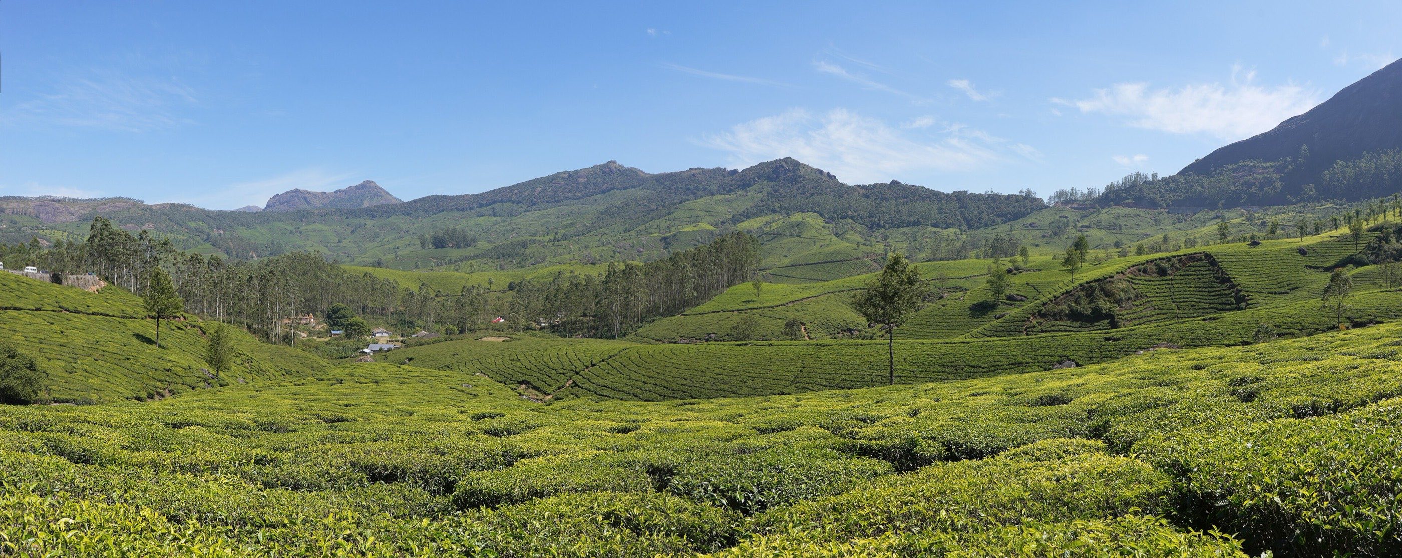 Tea estates around Munnar