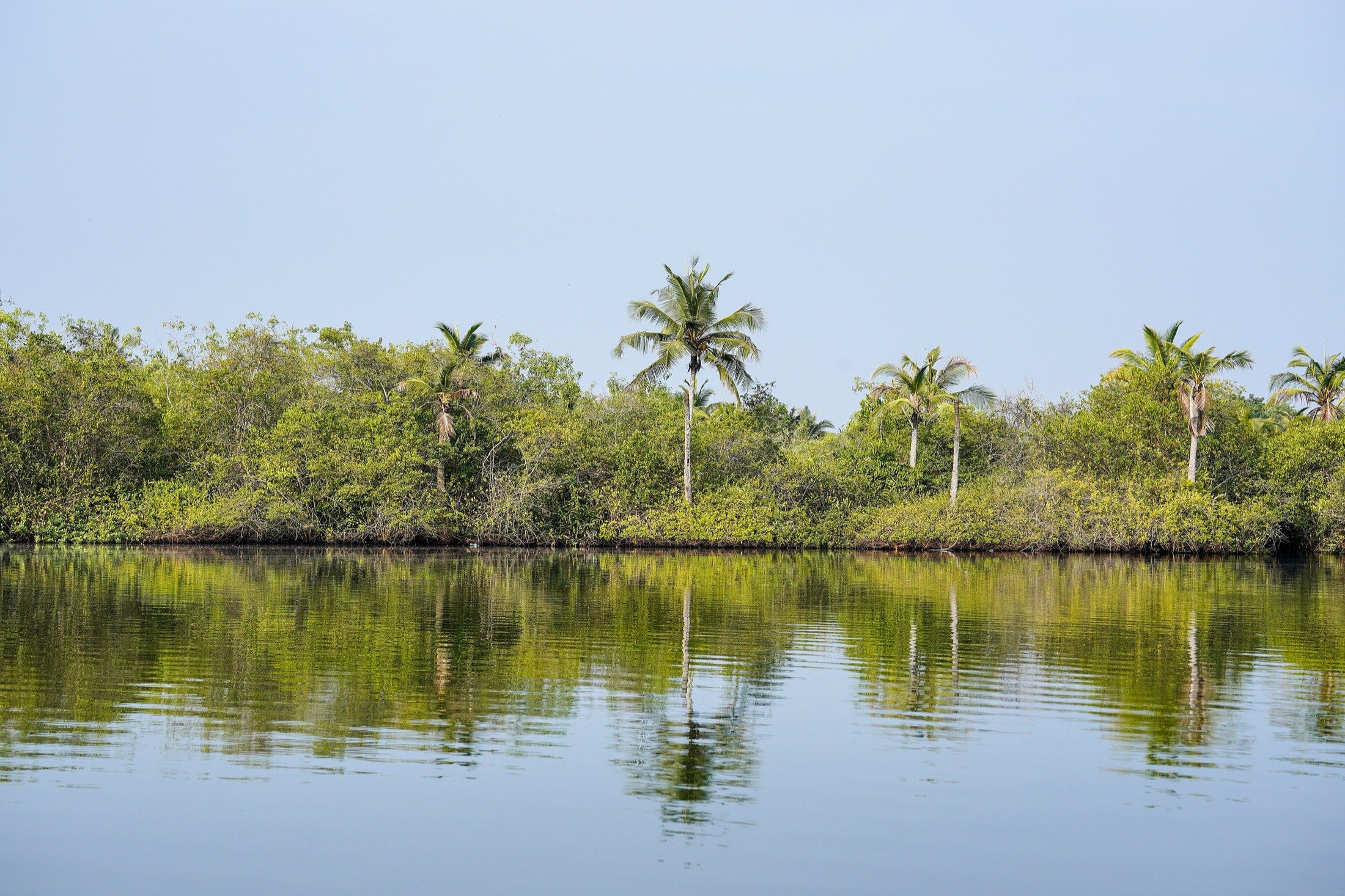 Palms along the shore of a Kerala lake