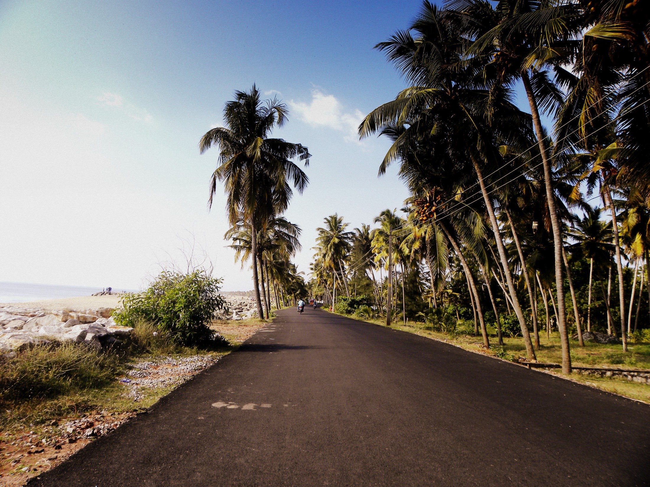 Coastal road lined with coconut palms in Kerala