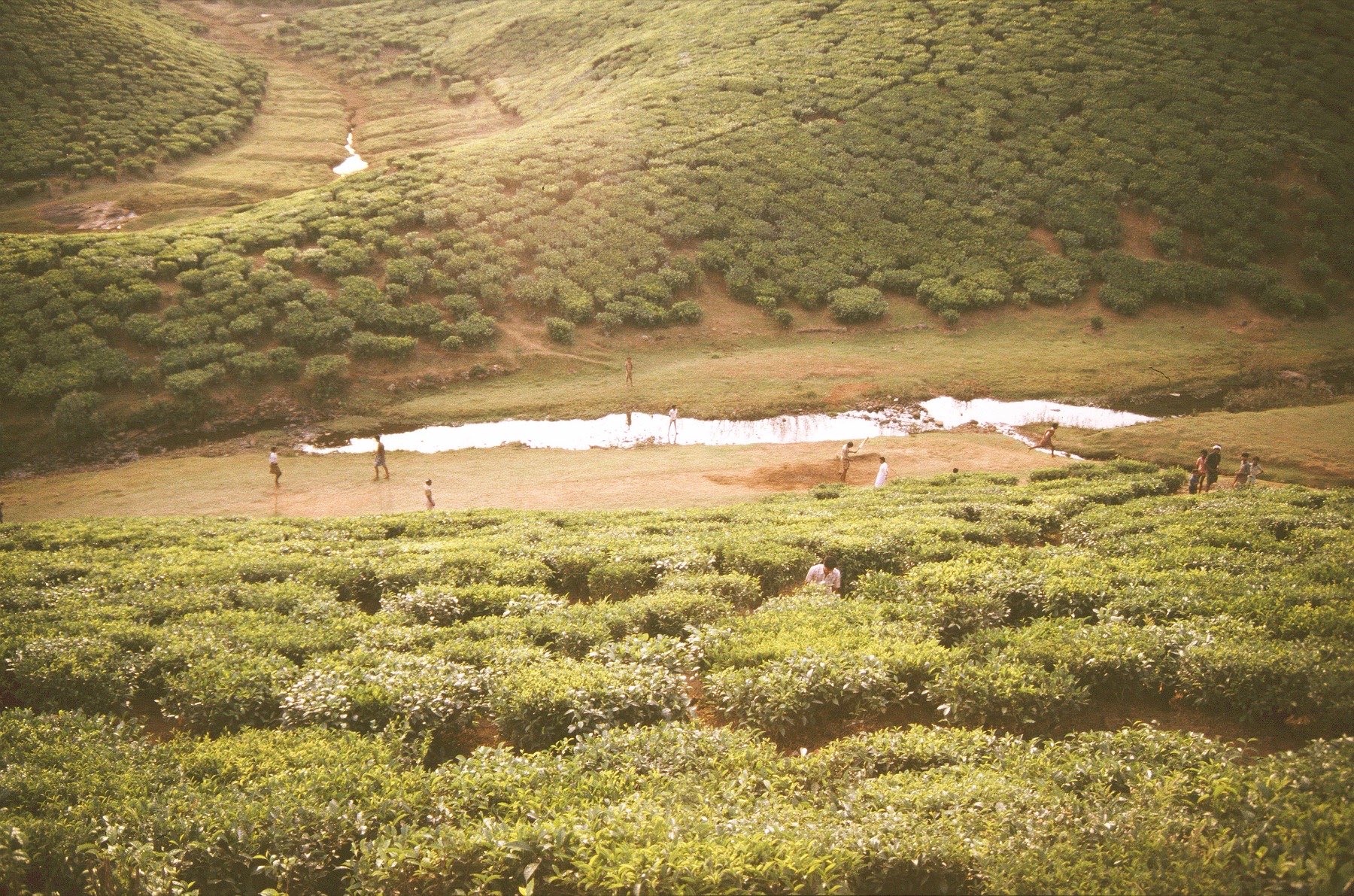 Spice and tea slopes in the cardamom hills