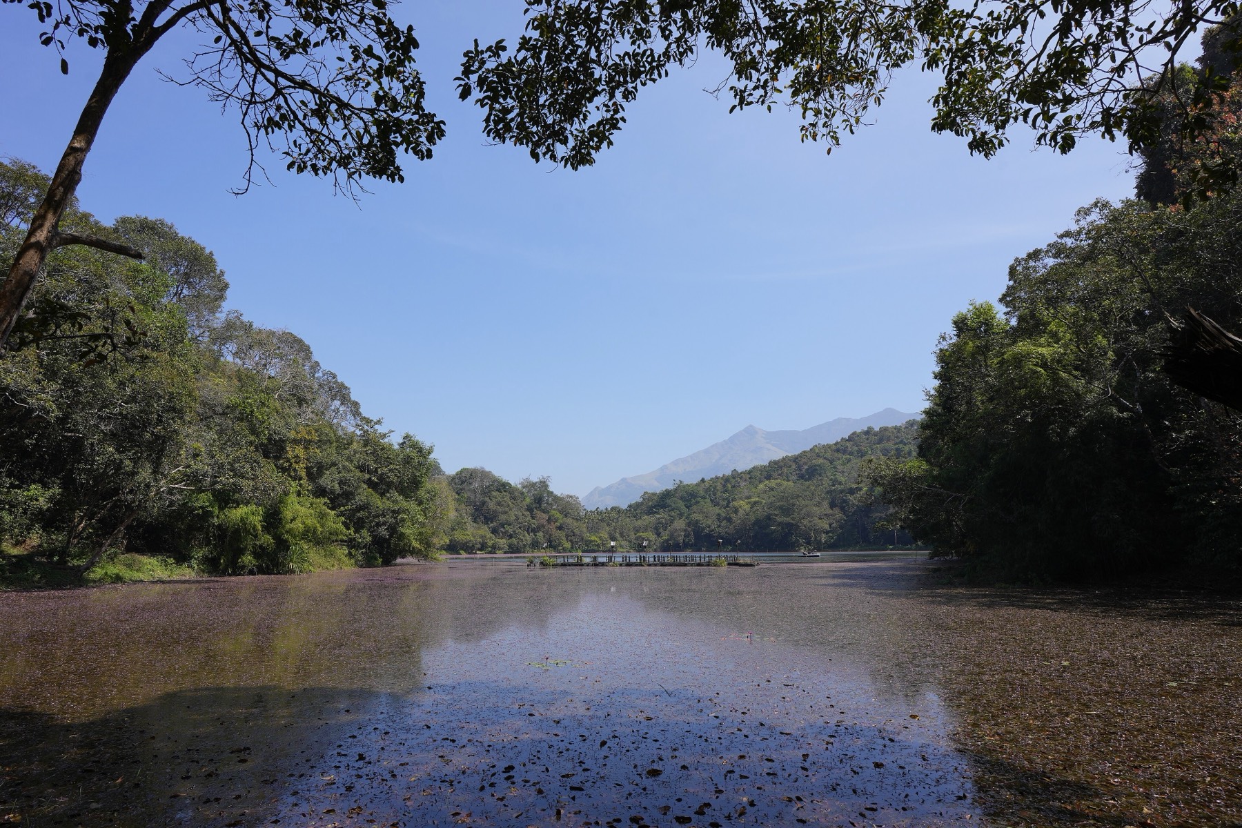 Pookode lake ringed by forest in Wayanad